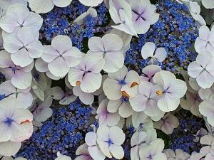 Annelies 02 Hortensia